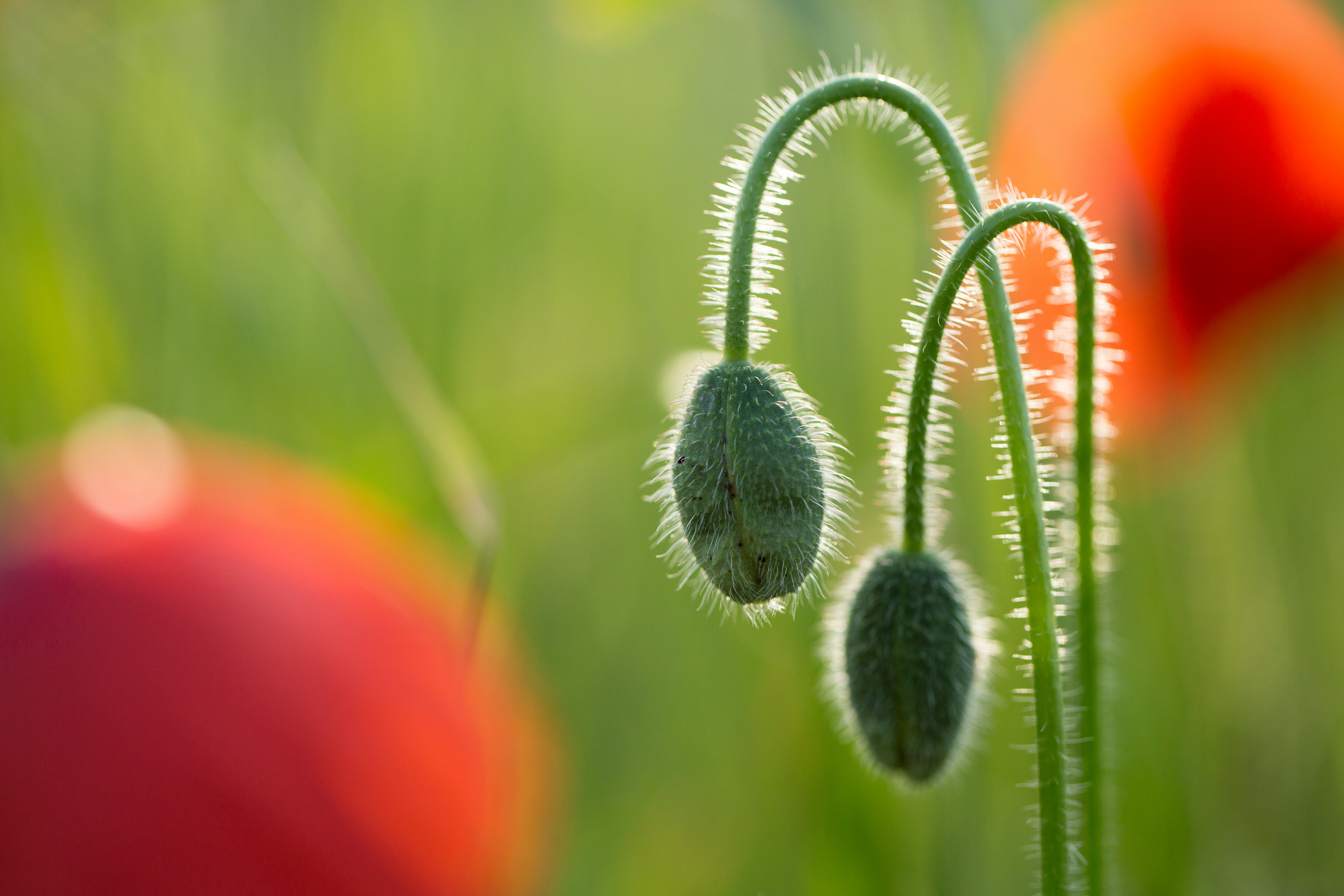 green plant in macro shot